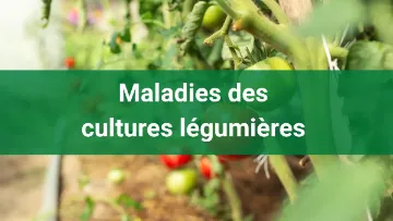 maladies des cultures légumières